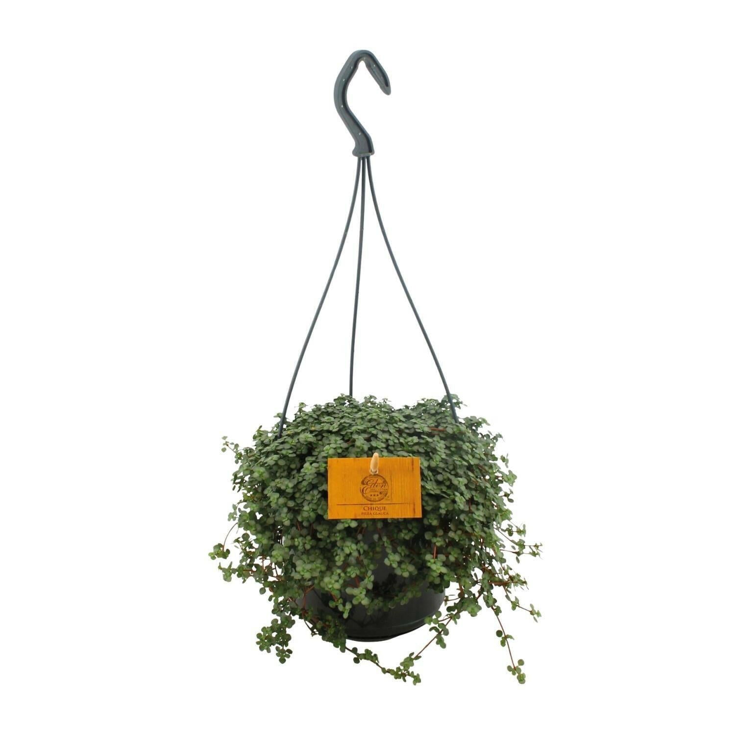 Pilea Glauca - Zilveren Pannenkoekenplant - ↕14 cm - Ø12 - Sierplantenshop