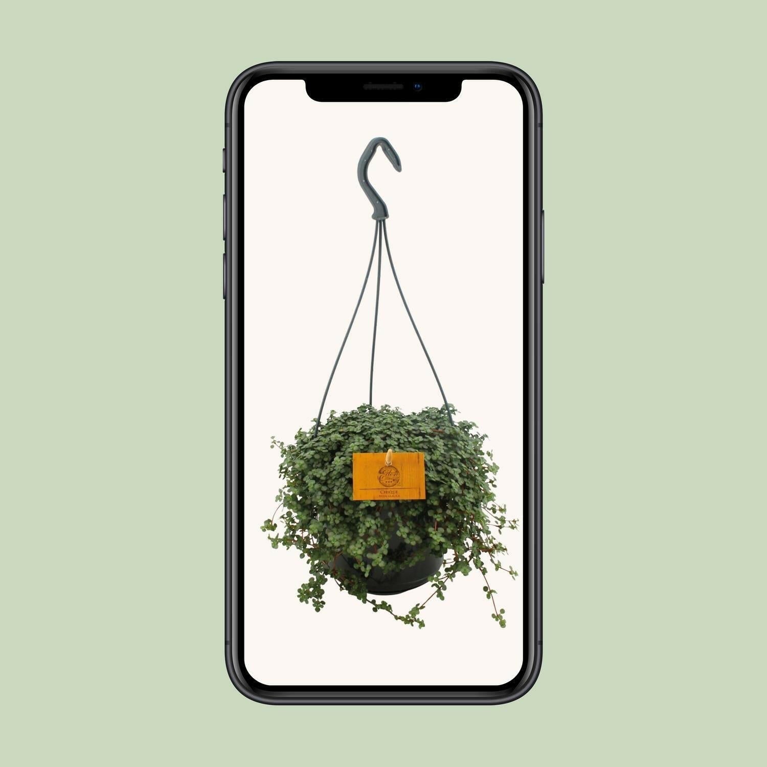 Pilea Glauca - Zilveren Pannenkoekenplant - ↕14 cm - Ø12 - Sierplantenshop