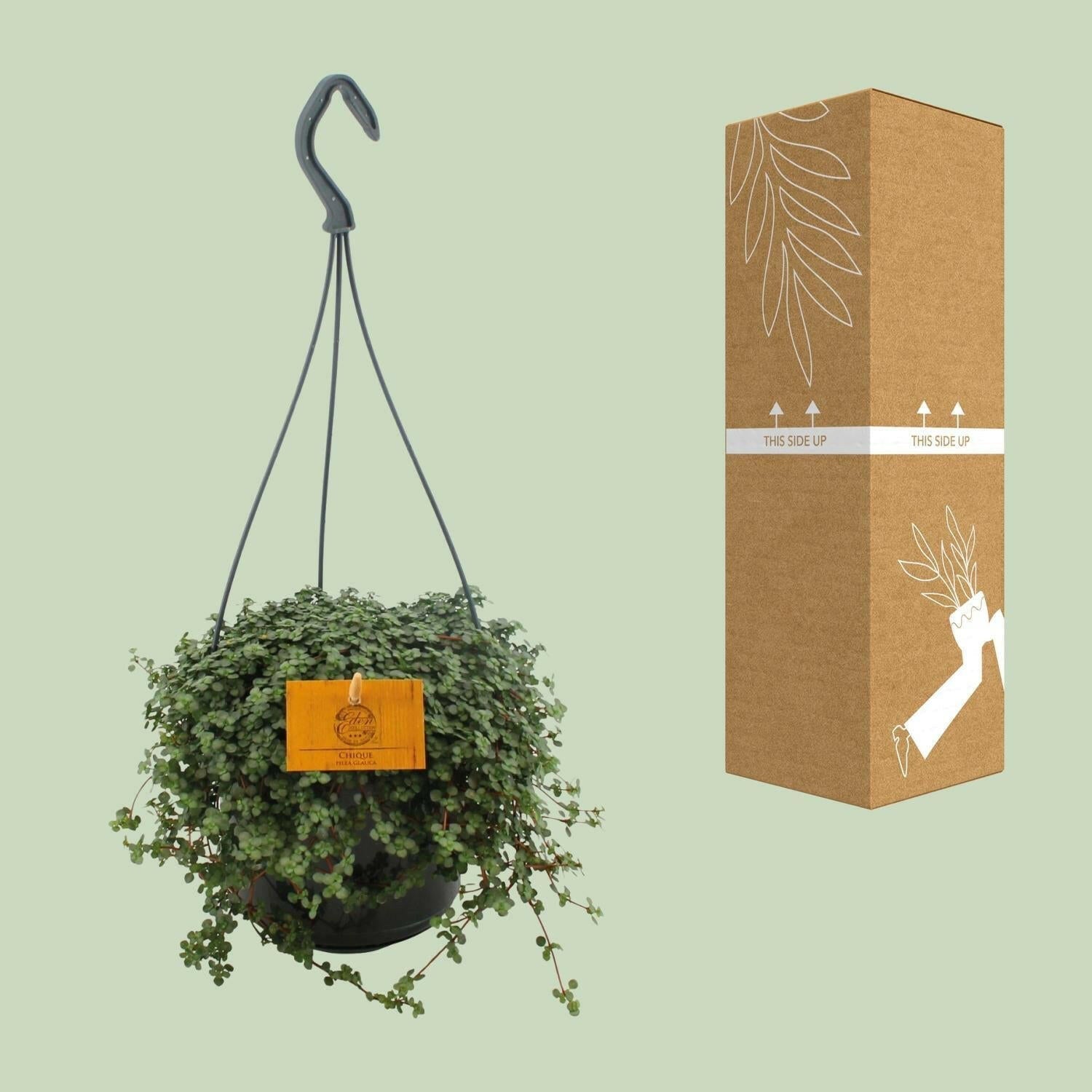 Pilea Glauca - Zilveren Pannenkoekenplant - ↕14 cm - Ø12 - Sierplantenshop