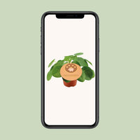 Pilea Peperomioides - ↕20cm - Ø12 - Sierplantenshop