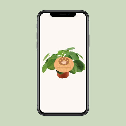 Pilea Peperomioides - ↕20cm - Ø12 - Sierplantenshop