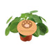 Pilea Peperomioides - ↕20cm - Ø12 - Sierplantenshop