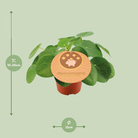 Pilea Peperomioides - ↕20cm - Ø12 - Sierplantenshop