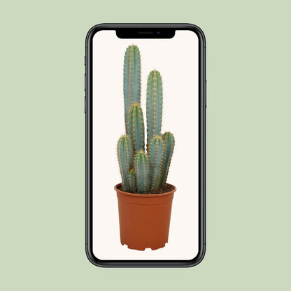 Pilosocereus Azureus - ↕55cm - Ø21 - Sierplantenshop
