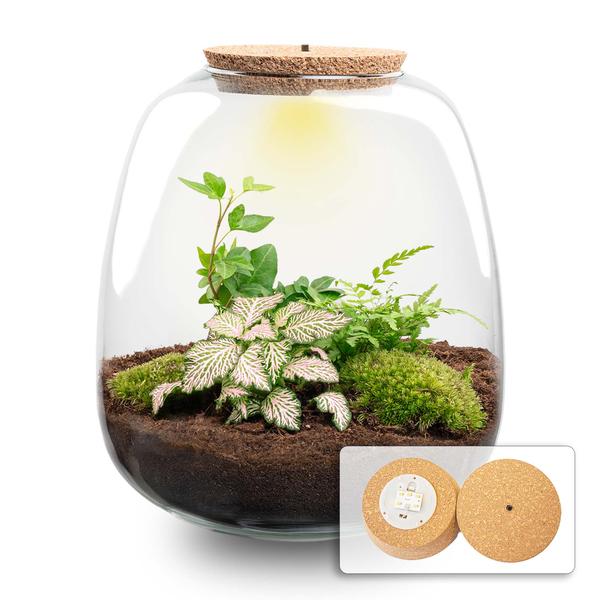 Plant terrarium - Emma - DIY kit - ↑ 25 cm - Ø 23 cm - Fittonia Pink Tiger + LED - Sierplantenshop