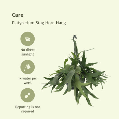 Platycerium Hertshoorn Hangplant - ↕50cm - Ø21 - Sierplantenshop