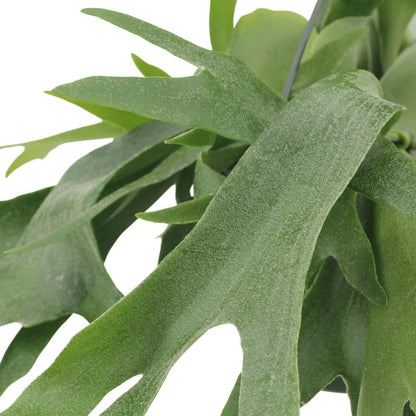 Platycerium Hertshoorn Hangplant - ↕50cm - Ø21 - Sierplantenshop