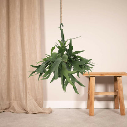 Platycerium Hertshoorn Hangplant - ↕50cm - Ø21 - Sierplantenshop