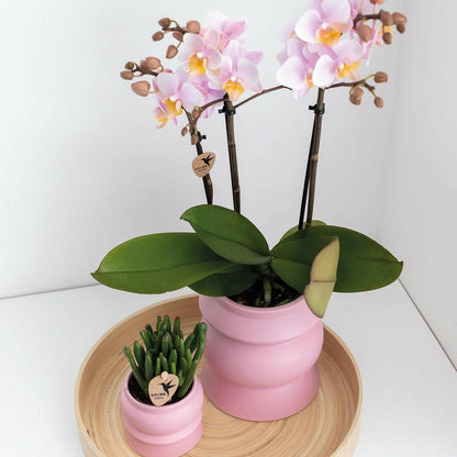 Prachtige Roze Phalaenopsis Orchideeën | Set van 2 - Andorra - ↕35cm - Ø9 - Sierplantenshop