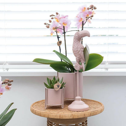 Prachtige Roze Phalaenopsis Orchideeën | Set van 2 - Andorra - ↕35cm - Ø9 - Sierplantenshop