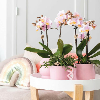 Prachtige Roze Phalaenopsis Orchideeën | Set van 2 - Andorra - ↕35cm - Ø9 - Sierplantenshop