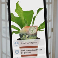 Aglaonema ‘Silver Bay’ – Chinese evergreen kamerplant