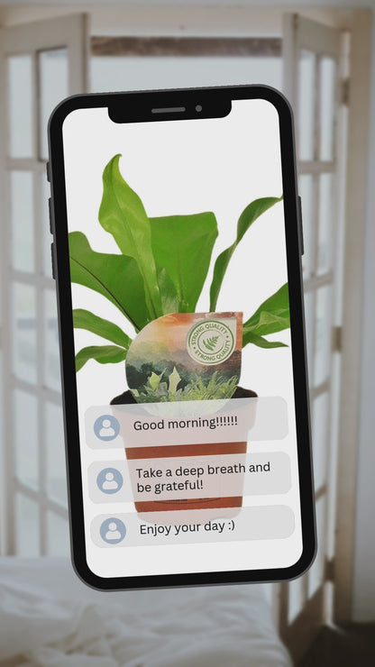 Aglaonema ‘Silver Bay’ – Chinese evergreen kamerplant