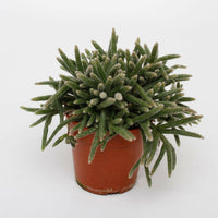 Rhipsalis Baccifera Horrida in Stijlvolle Pot - ↕15cm - Ø12 - Sierplantenshop