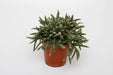 Rhipsalis Baccifera Horrida in Stijlvolle Pot - ↕15cm - Ø12 - Sierplantenshop