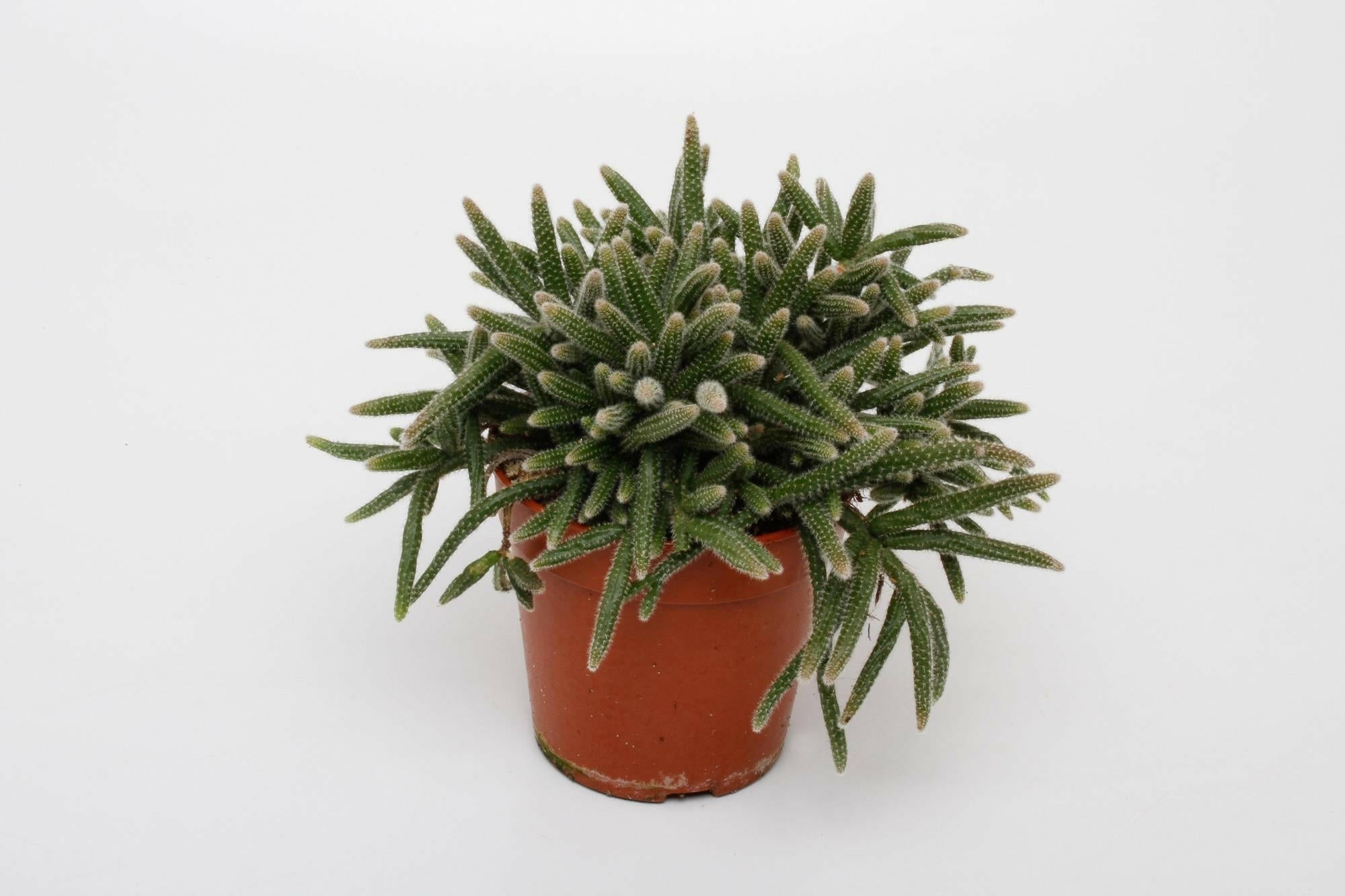 Rhipsalis Baccifera Horrida in Stijlvolle Pot - ↕15cm - Ø12 - Sierplantenshop