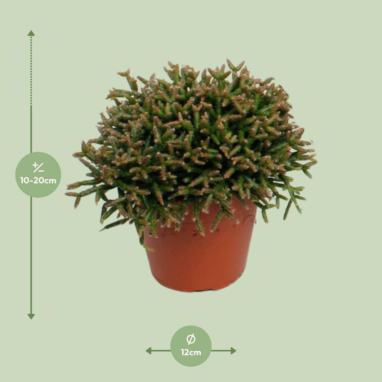 Rhipsalis Burchellii Hangplant - ↕15cm - Ø12 - Sierplantenshop