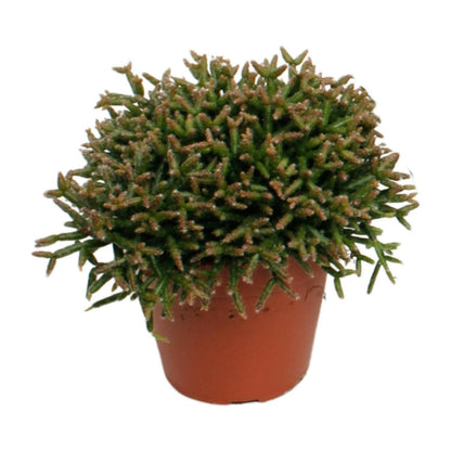 Rhipsalis Burchellii Hangplant - ↕15cm - Ø12 - Sierplantenshop