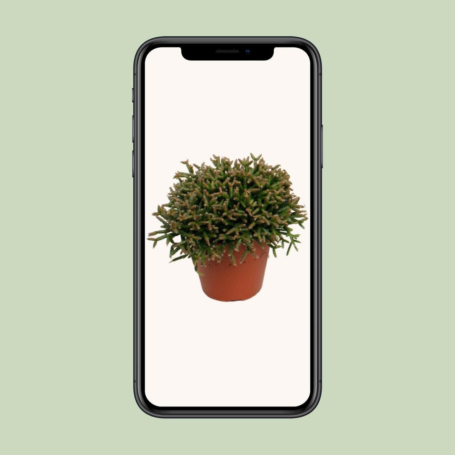 Rhipsalis Burchellii Hangplant - ↕15cm - Ø12 - Sierplantenshop