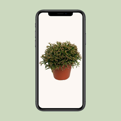 Rhipsalis Burchellii Hangplant - ↕15cm - Ø12 - Sierplantenshop