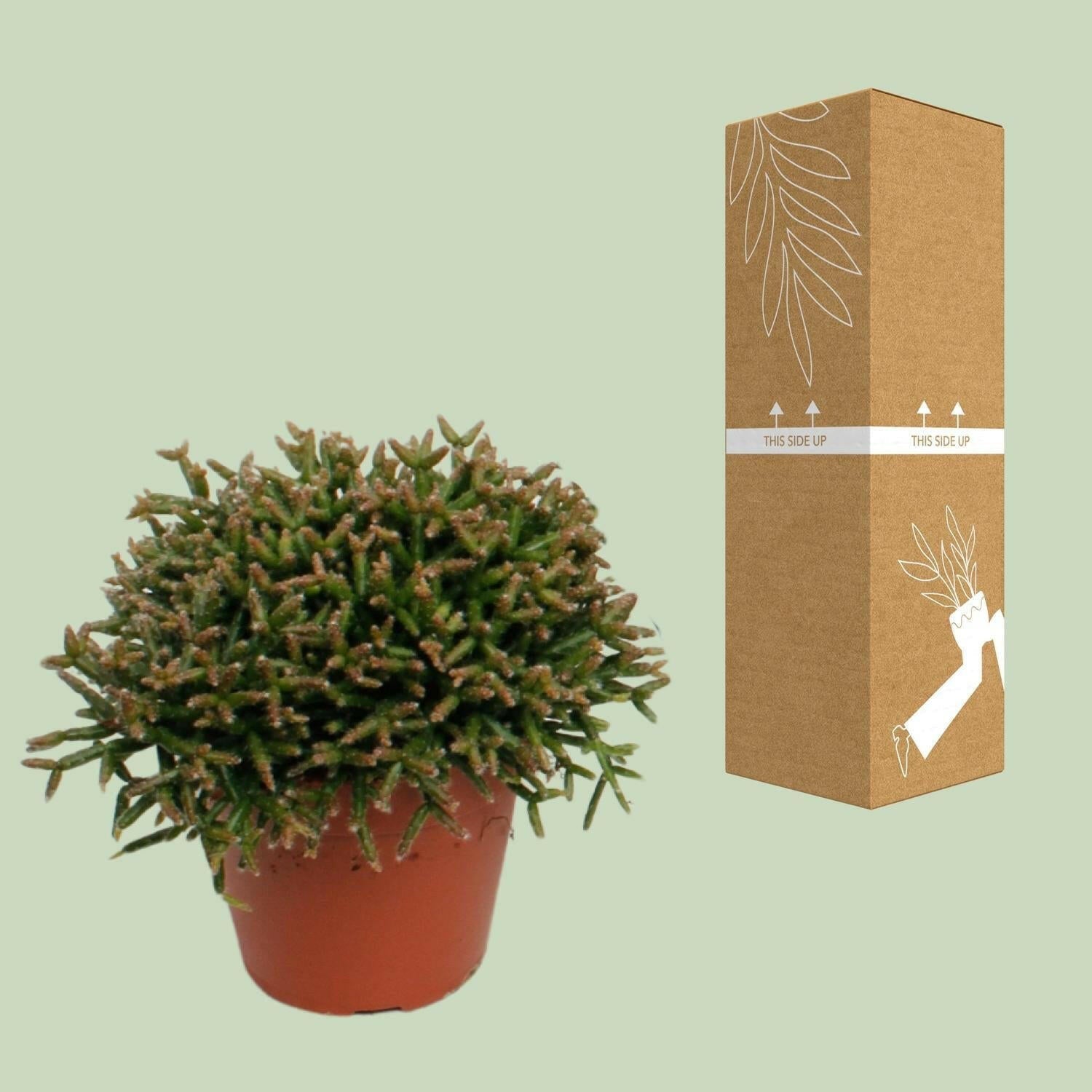Rhipsalis Burchellii Hangplant - ↕15cm - Ø12 - Sierplantenshop