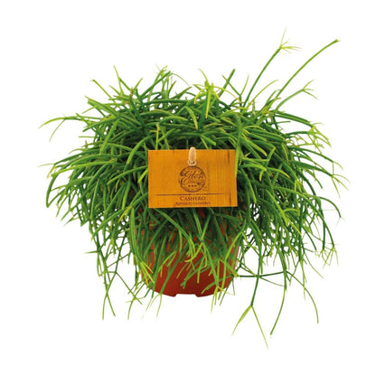 Rhipsalis Cashero Hangplant - ↕20cm - Ø12 - Sierplantenshop