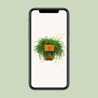 Rhipsalis Cashero Hangplant - ↕20cm - Ø12 - Sierplantenshop