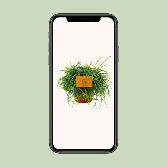 Rhipsalis Cashero Hangplant - ↕20cm - Ø12 - Sierplantenshop
