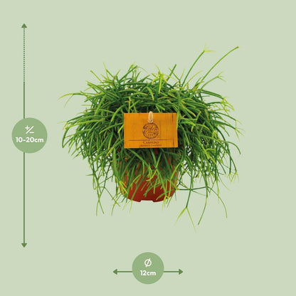 Rhipsalis Cashero Hangplant - ↕20cm - Ø12 - Sierplantenshop