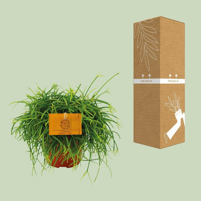 Rhipsalis Cashero Hangplant - ↕20cm - Ø12 - Sierplantenshop