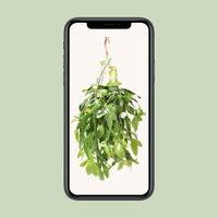 Rhipsalis Crispata - Unieke Hangplant - ↕35cm - Ø14 - Sierplantenshop