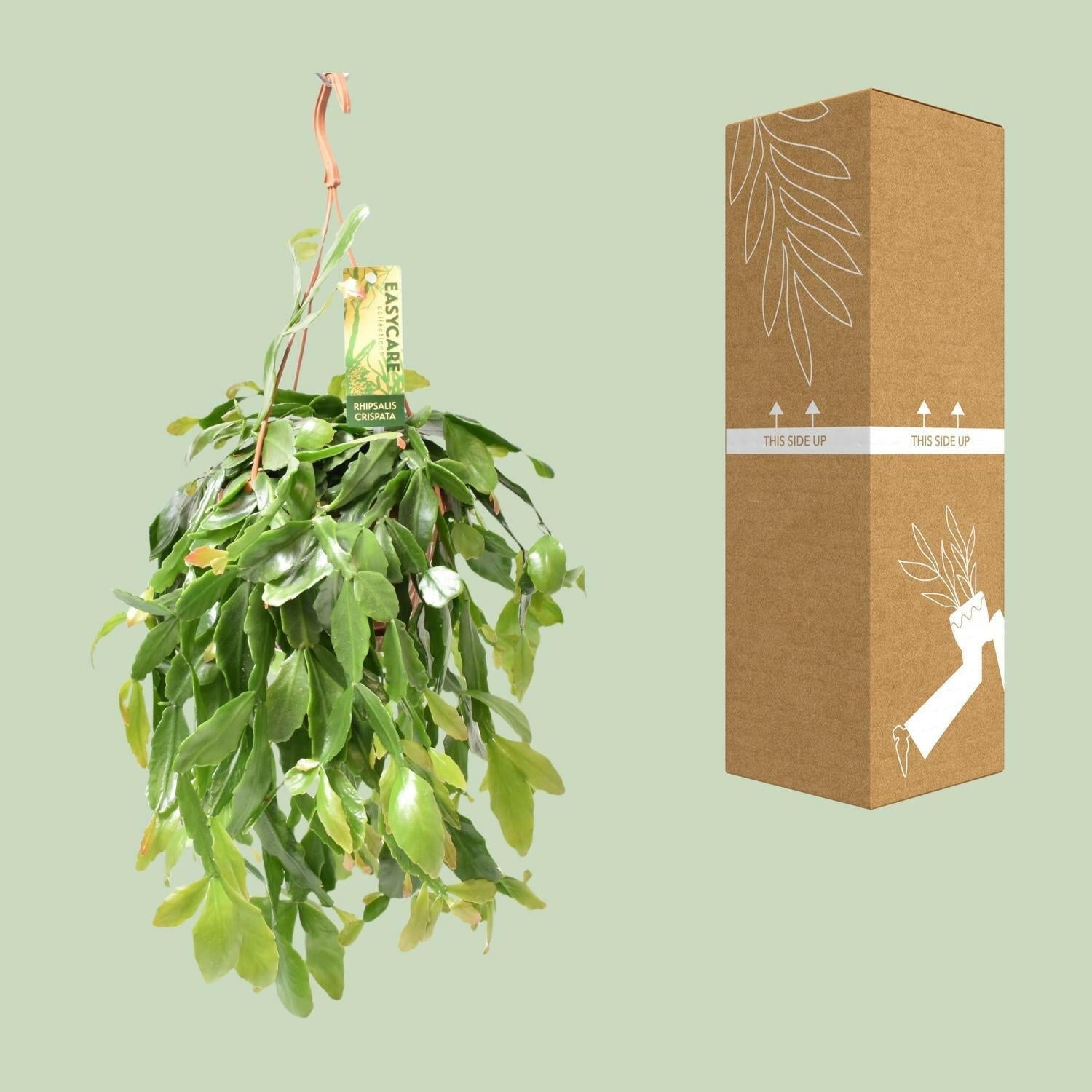 Rhipsalis Crispata - Unieke Hangplant - ↕35cm - Ø14 - Sierplantenshop