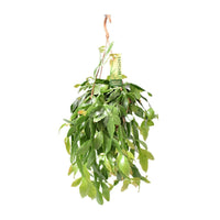 Rhipsalis Crispata - Unieke Hangplant - ↕35cm - Ø14 - Sierplantenshop