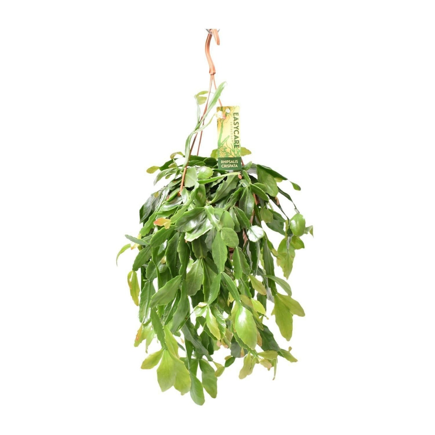 Rhipsalis Crispata - Unieke Hangplant - ↕35cm - Ø14 - Sierplantenshop
