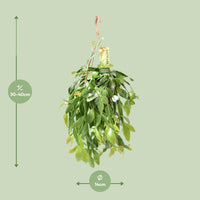 Rhipsalis Crispata - Unieke Hangplant - ↕35cm - Ø14 - Sierplantenshop