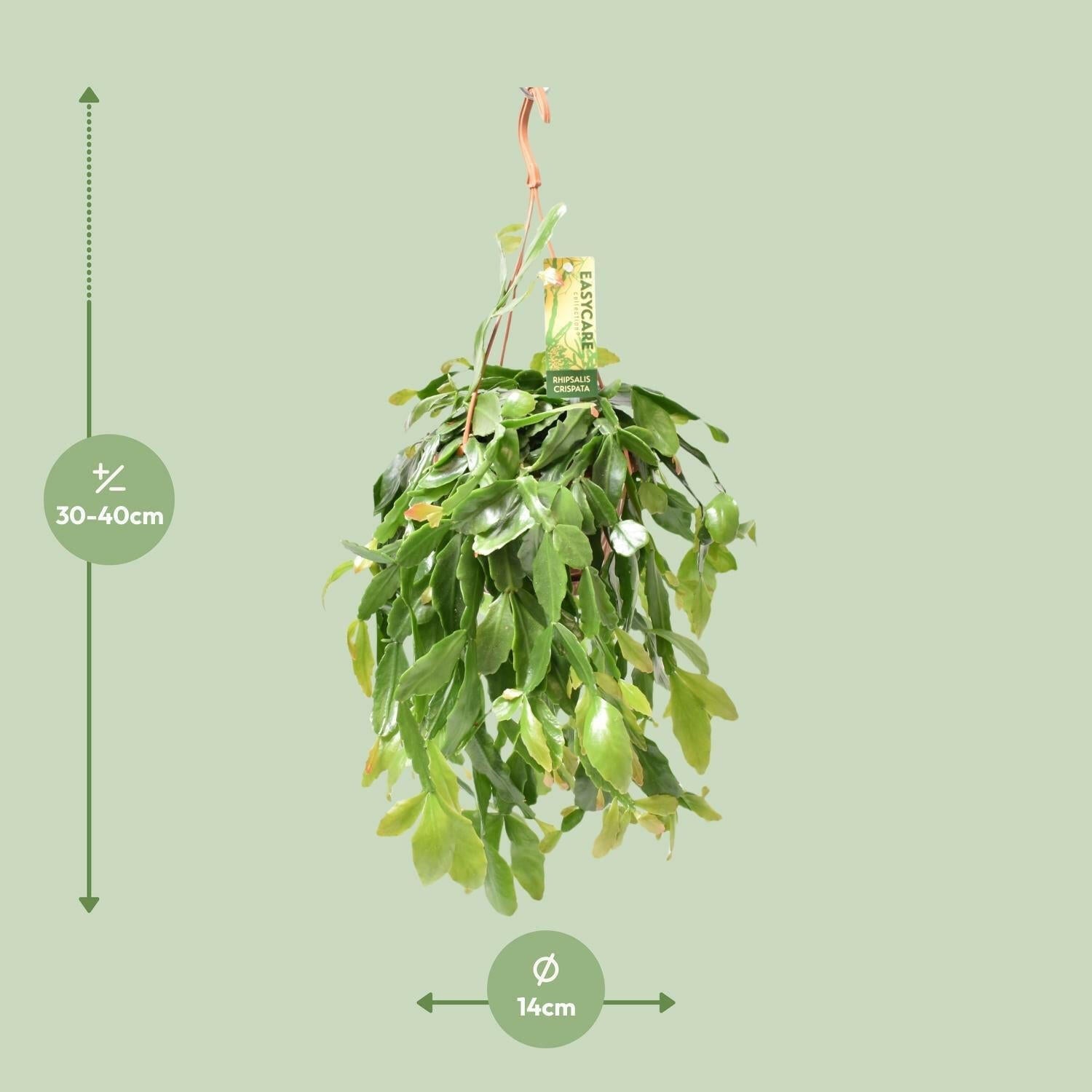 Rhipsalis Crispata - Unieke Hangplant - ↕35cm - Ø14 - Sierplantenshop
