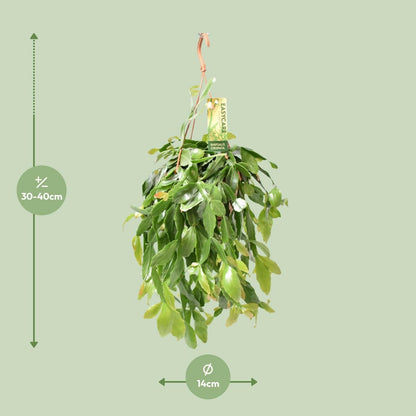 Rhipsalis Crispata - Unieke Hangplant - ↕35cm - Ø14 - Sierplantenshop