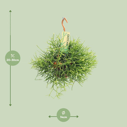 Rhipsalis Heteroclada - ↕25cm - Ø14 - Sierplantenshop