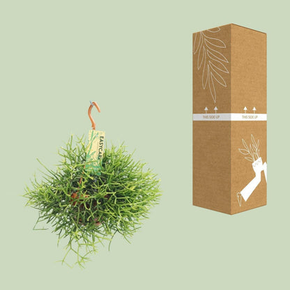 Rhipsalis Heteroclada - ↕25cm - Ø14 - Sierplantenshop
