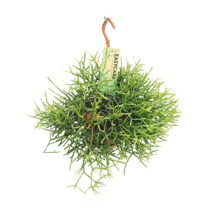 Rhipsalis Heteroclada - ↕25cm - Ø14 - Sierplantenshop