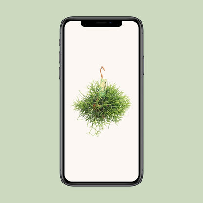 Rhipsalis Heteroclada - ↕25cm - Ø14 - Sierplantenshop