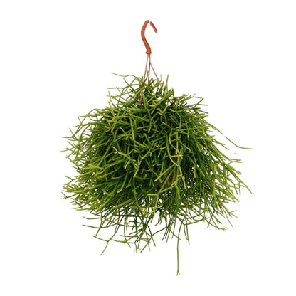 Rhipsalis Heteroclada - ↕25cm - Ø17 - Sierplantenshop