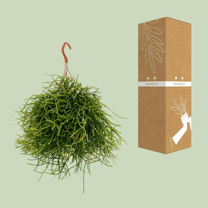 Rhipsalis Heteroclada - ↕25cm - Ø17 - Sierplantenshop