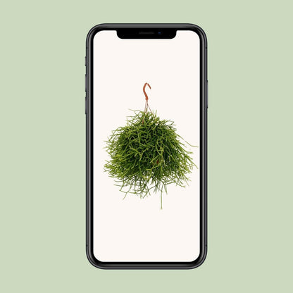 Rhipsalis Heteroclada - ↕25cm - Ø17 - Sierplantenshop