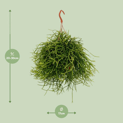 Rhipsalis Heteroclada - ↕25cm - Ø17 - Sierplantenshop
