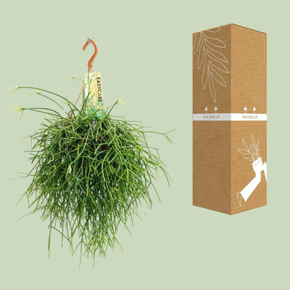Rhipsalis Pulchra - ↕35cm - Ø14 - Sierplantenshop