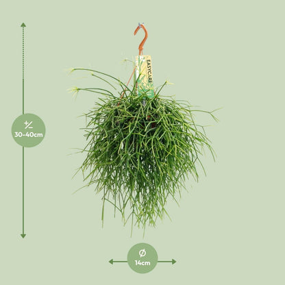 Rhipsalis Pulchra - ↕35cm - Ø14 - Sierplantenshop
