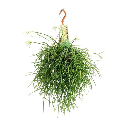 Rhipsalis Pulchra - ↕35cm - Ø14 - Sierplantenshop