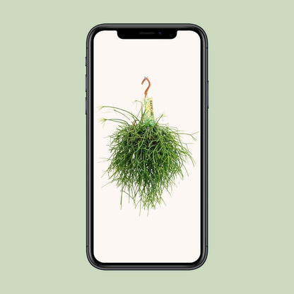 Rhipsalis Pulchra - ↕35cm - Ø14 - Sierplantenshop
