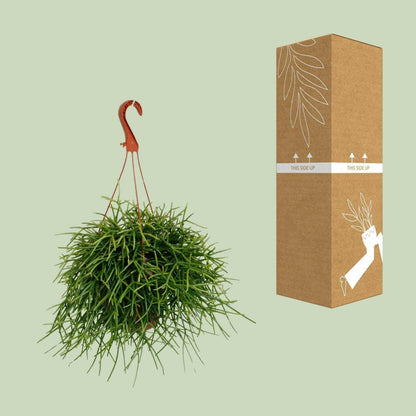 Rhipsalis Pulchra Hangplant - ↕45cm - Ø17 - Sierplantenshop